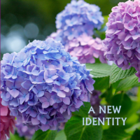 A New Identity
